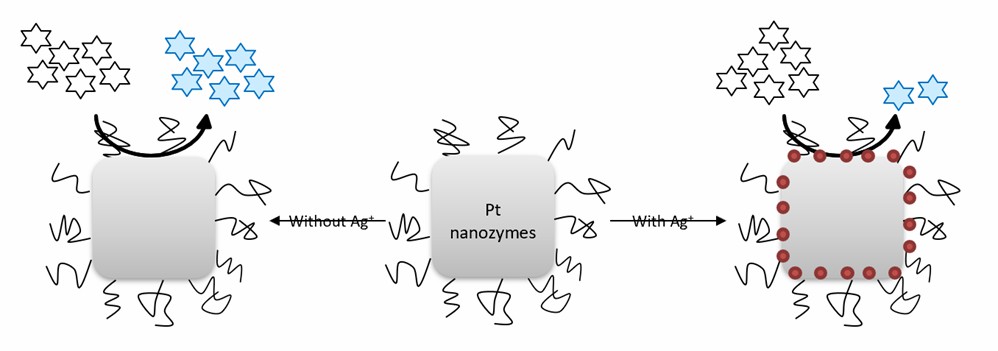 Schematische Darstellung des Prinzips des Pt-Nanozym-Assays zur colorimetrischen Erkennung von Ag+.
